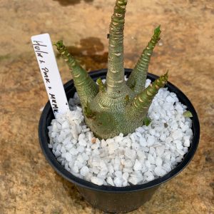 Muda Rosa do Deserto Arabicum Hulk x PMK x MKMK