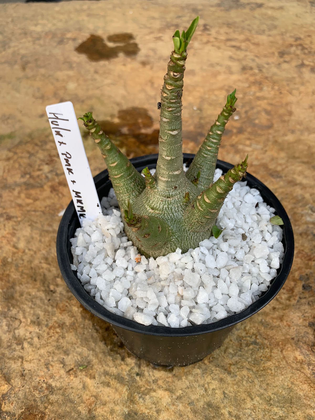 Muda Rosa do Deserto Arabicum Hulk x PMK x MKMK