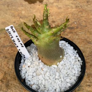 Muda Rosa do Deserto Arabicum PMK x MKMK x Black Hawk x Onyx