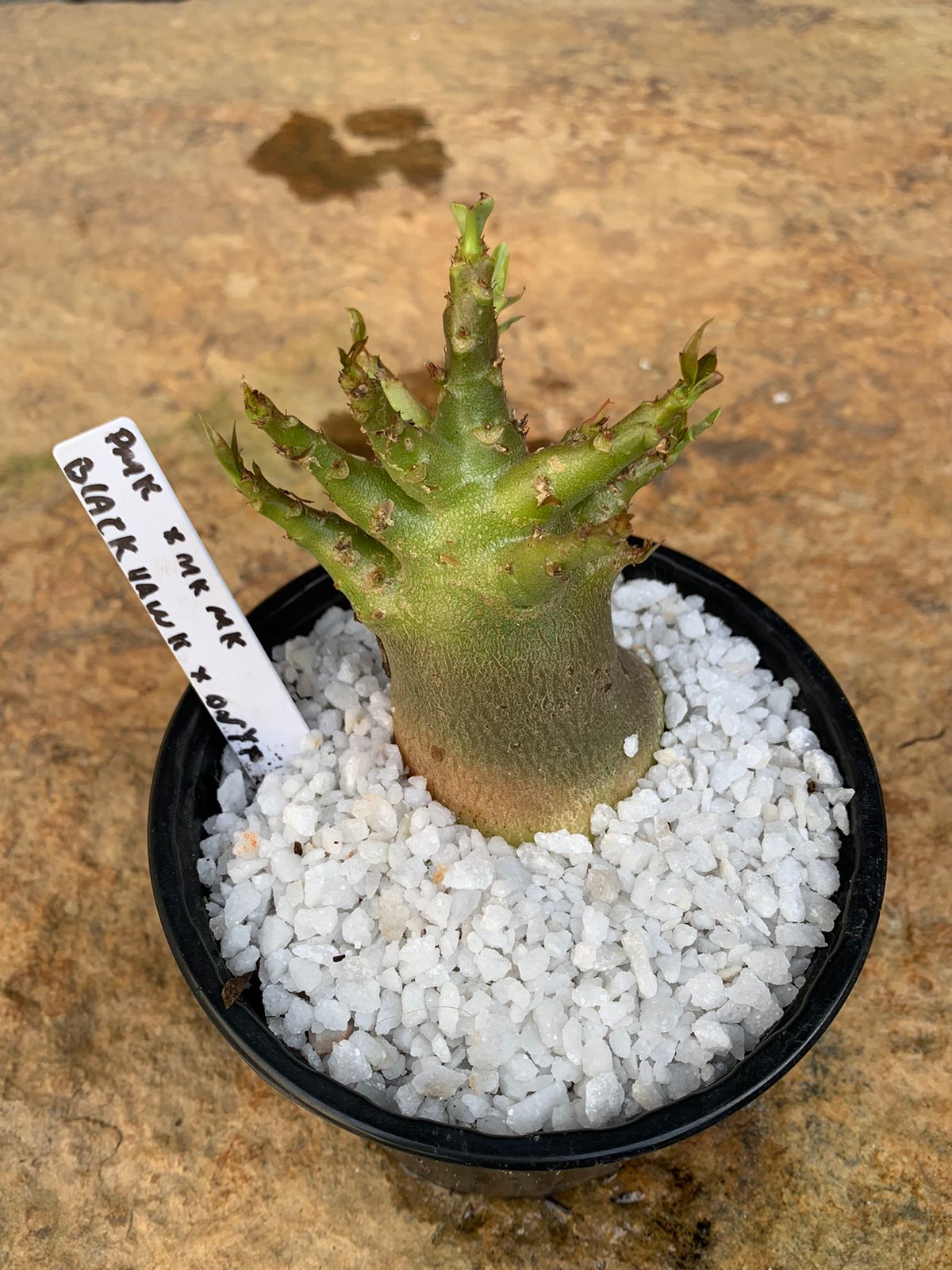 Muda Rosa do Deserto Arabicum PMK x MKMK x Black Hawk x Onyx