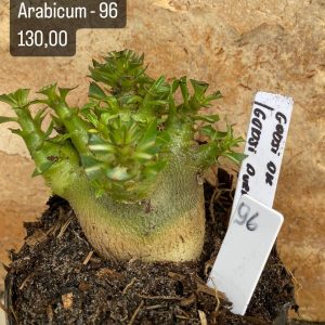 Arabicum - 96