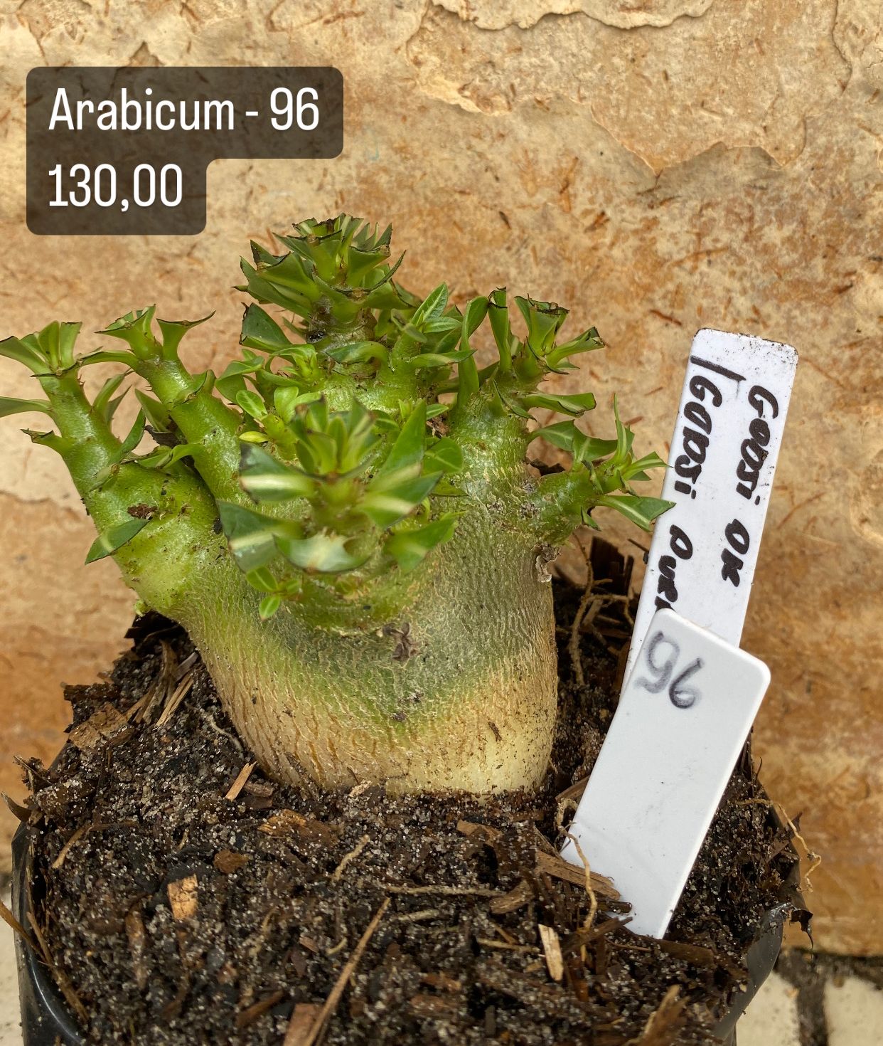 Arabicum - 96