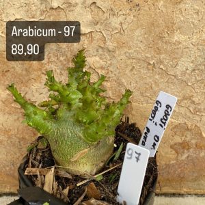 Arabicum - 97