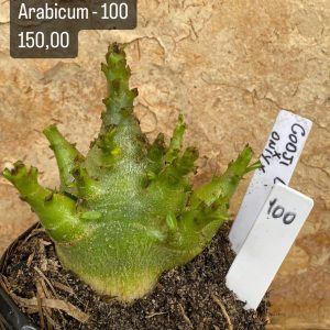 Arabicum - 100