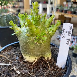 Leilao - Arabicum Green Pode x Hulk