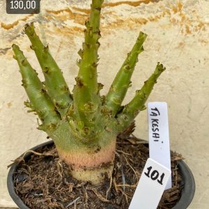 Arabicum - 101