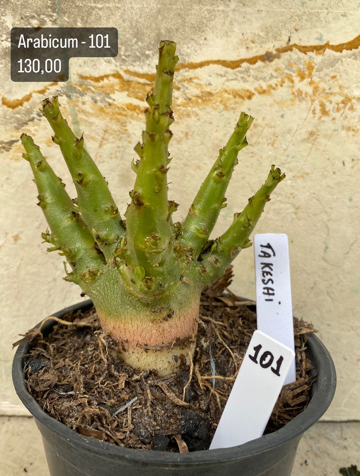 Arabicum - 101