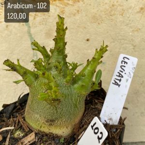 Arabicum - 102