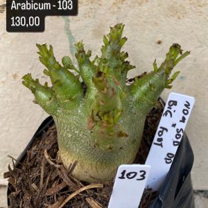 Arabicum - 103