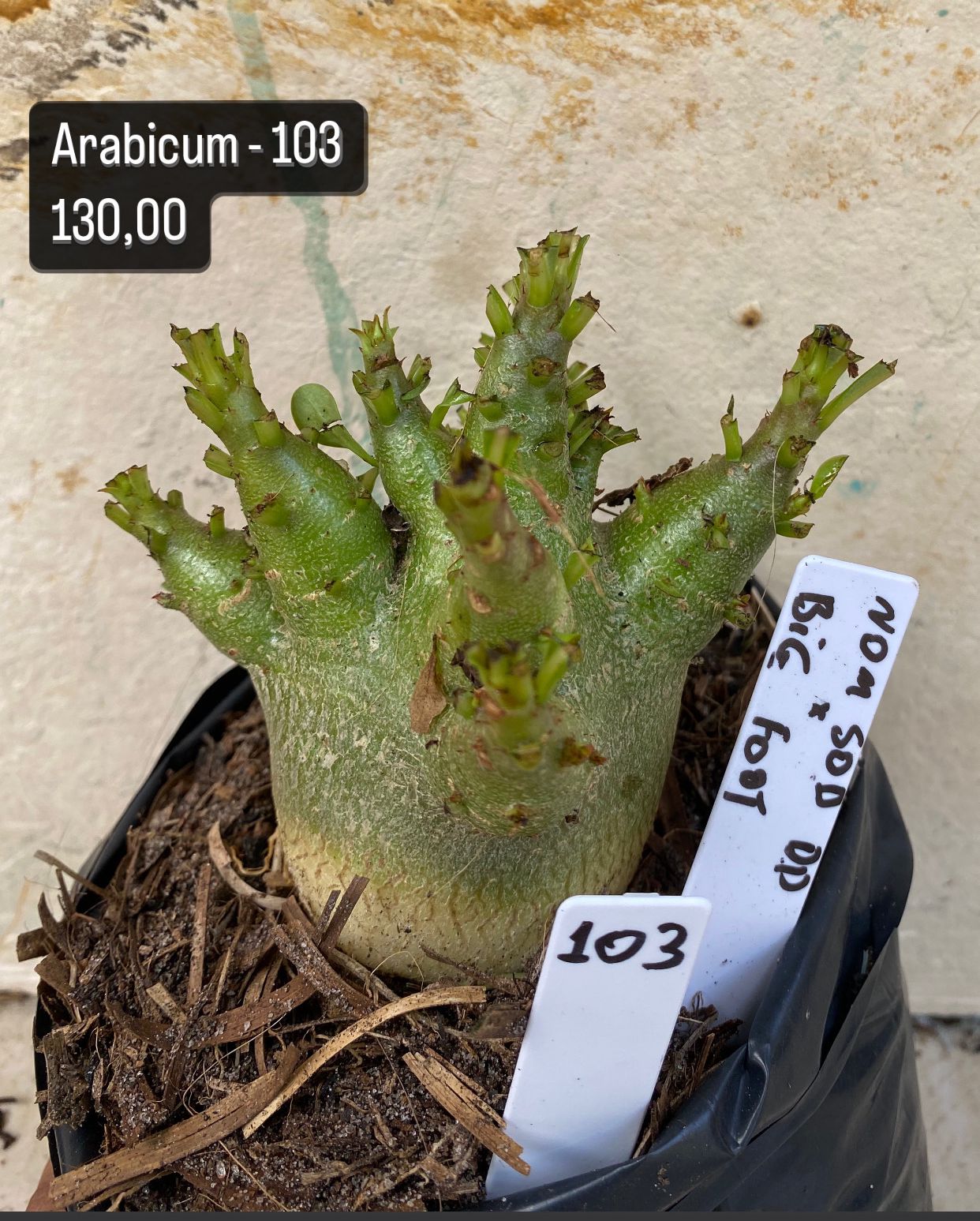 Arabicum - 103