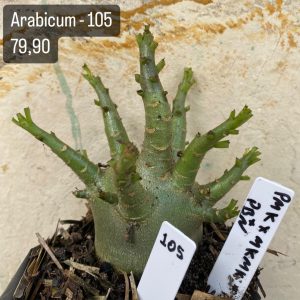 Arabicum - 105