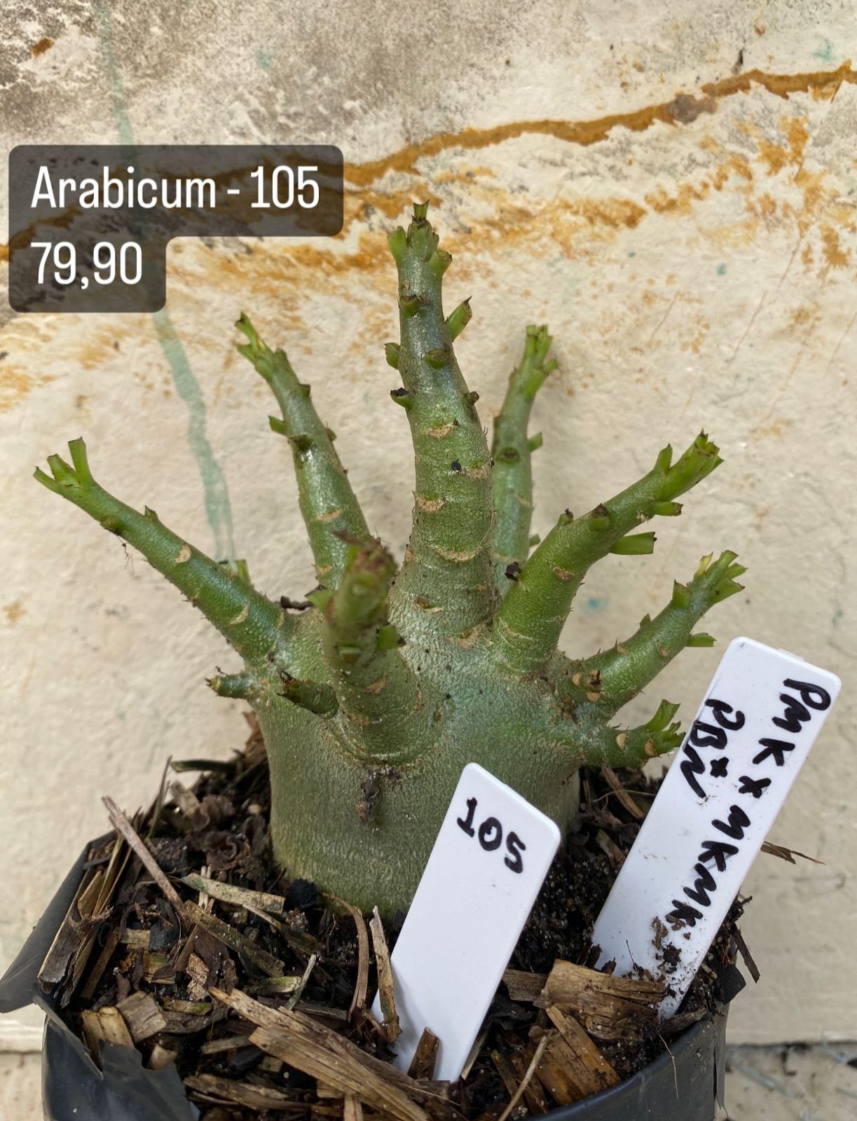 Arabicum - 105