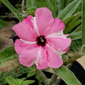 Pré Venda Rosa Do Deserto Diamond Ring