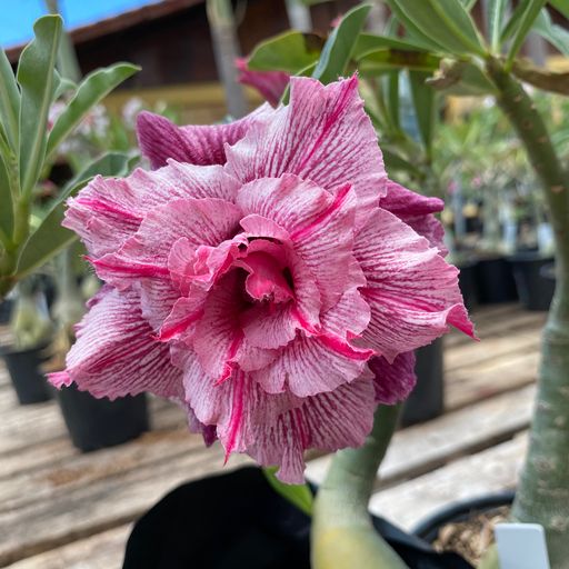 Pré Venda Rosa Do Deserto Violet