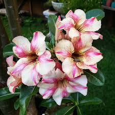 Pré Venda Rosa Do Deserto Sultão