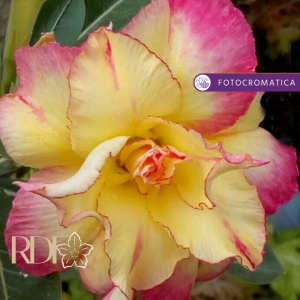 Pré Venda Rosa Do Deserto Rs