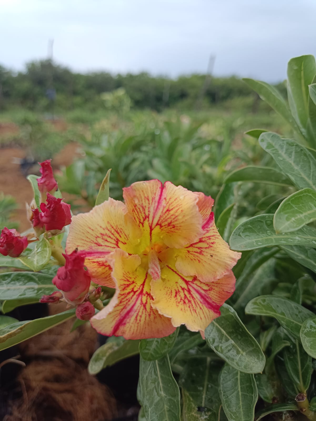 Pré Venda Rosa Do Deserto Raizes Do Sertão
