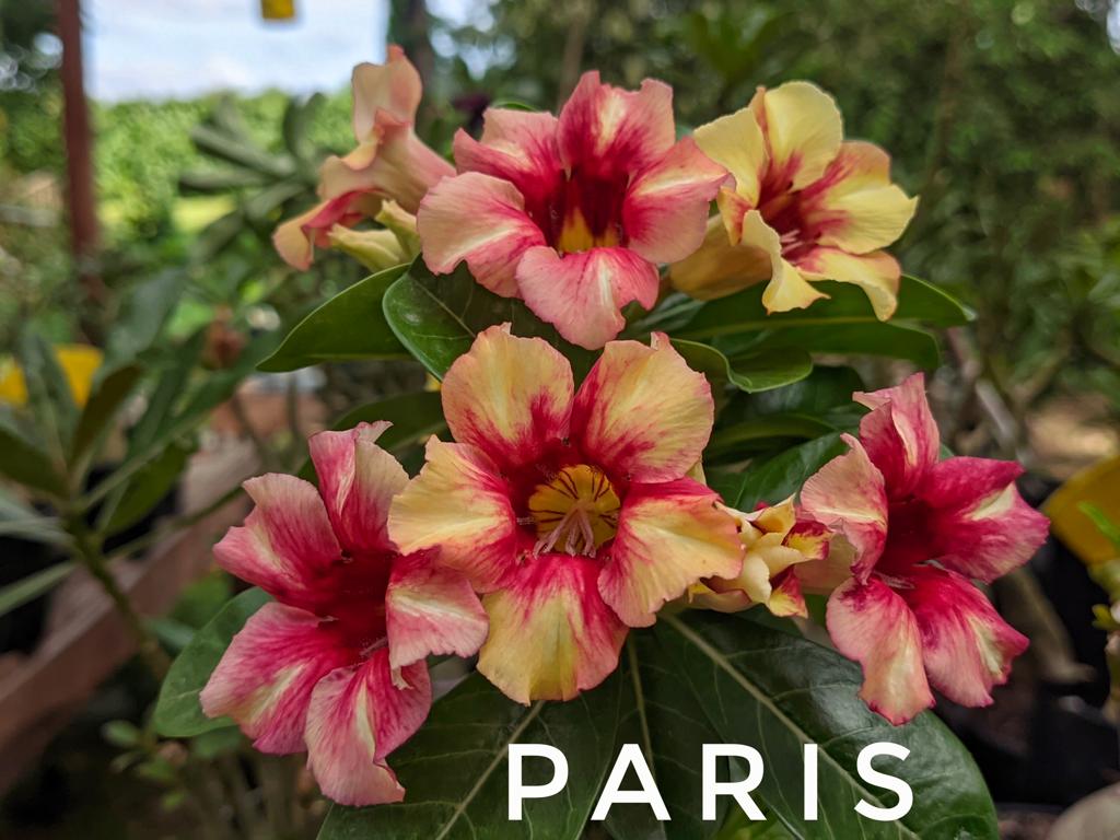 Pré Venda Rosa Do Deserto Paris