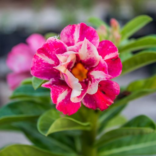 Pré Venda Rosa Do Deserto Malan