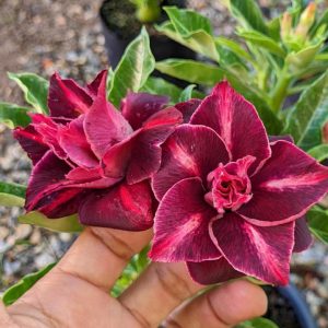 Pré Venda Rosa Do Deserto Dakota