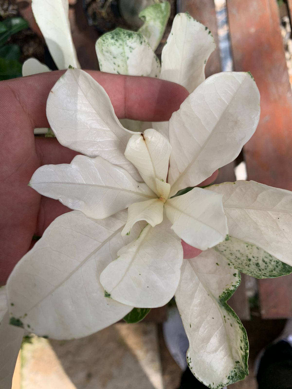 Pré Venda Rosa Do Deserto Variegata Porcelana 2