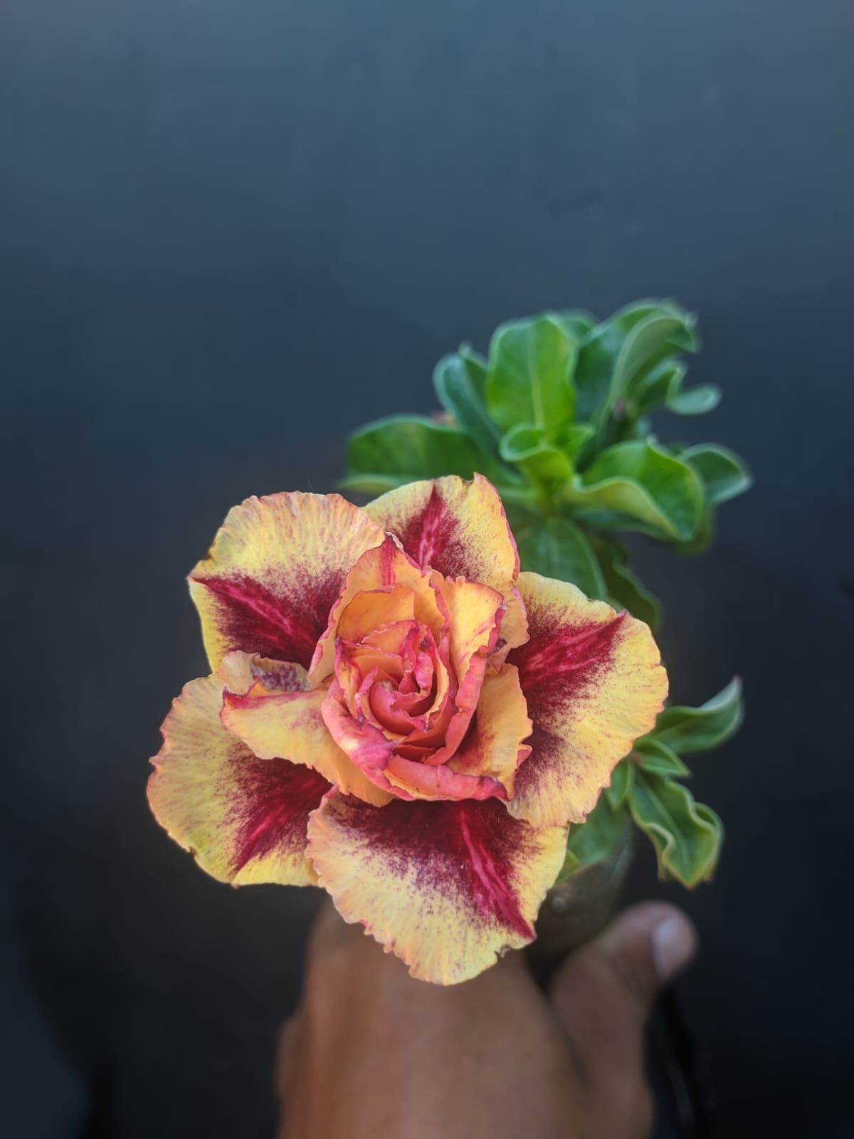 Pré Venda Rosa Do Deserto Sarcenak