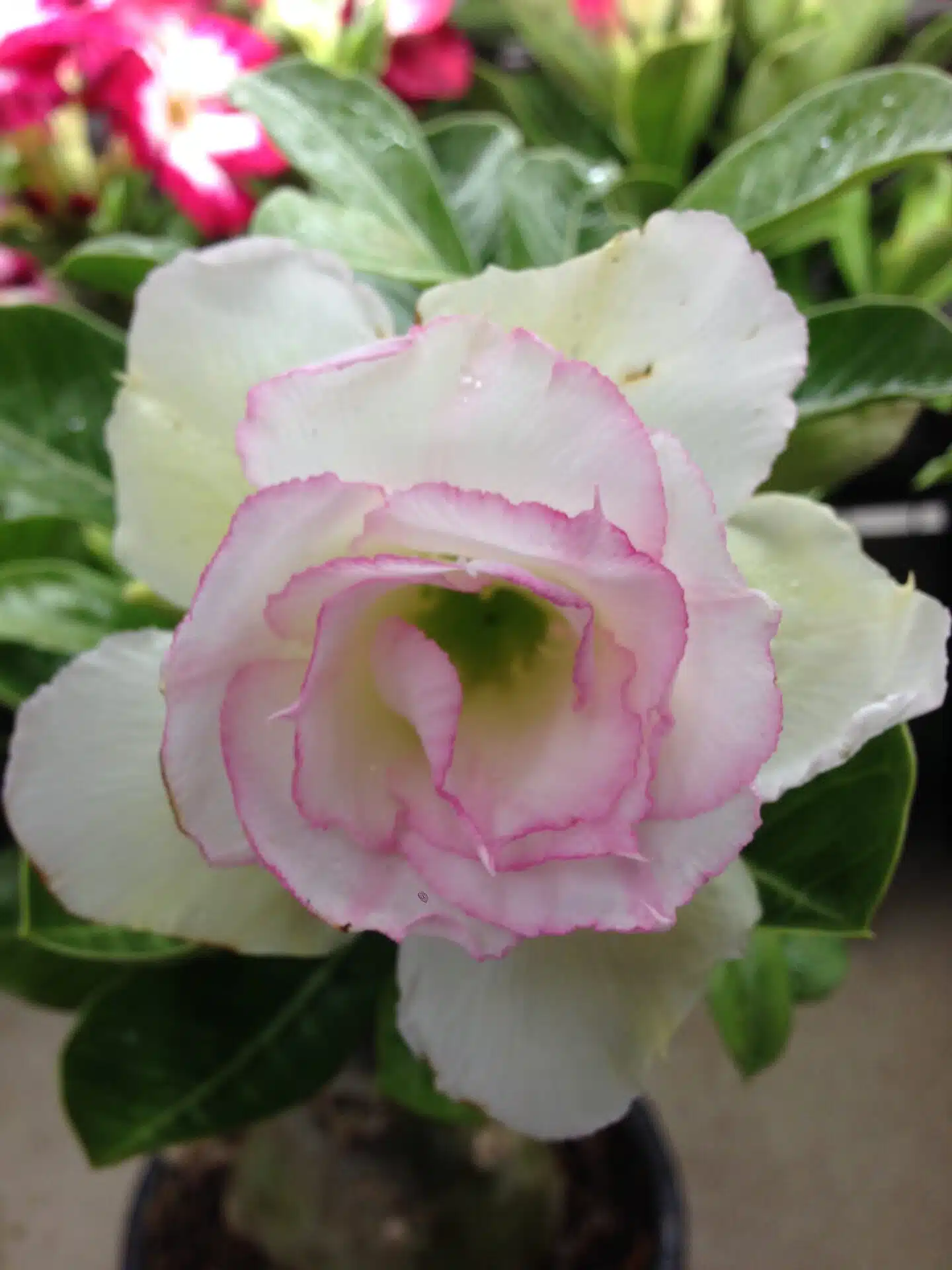 Pré Venda Rosa Do Deserto White House