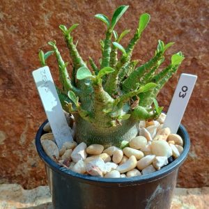 Seleção Arabicum - 3