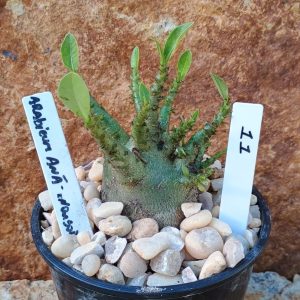 Seleção Arabicum - 11