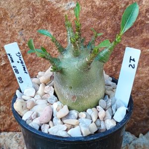 Seleção Arabicum - 12