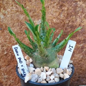 Seleção Arabicum - 14