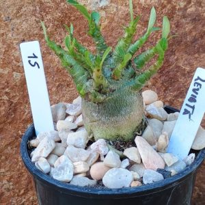 Seleção Arabicum - 15