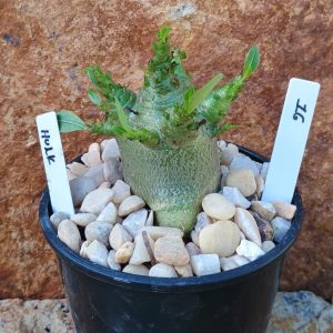 Seleção Arabicum - 16