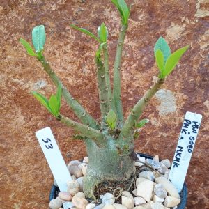 Seleção Arabicum - 53