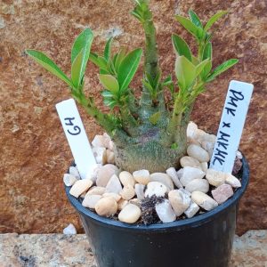 Seleção Arabicum - 64