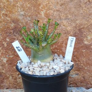 Seleção Arabicum RDF - 89