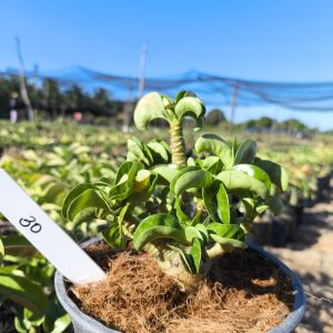 Muda  Medusa - Loja 30