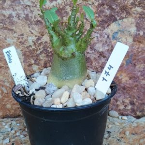 Seleção Arabicum RDF - 174