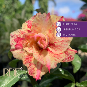 Baby - Rosa do Deserto Beauty