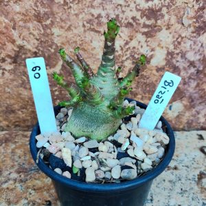 Seleção Arabicum RDF - L9