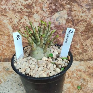 Seleção Arabicum RDF - L58