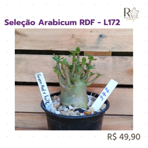 Seleção Arabicum RDF - L172