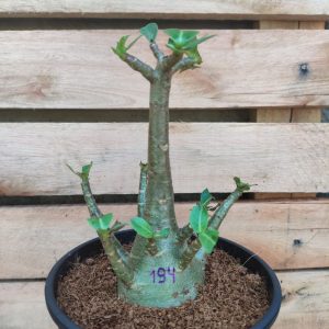 Seleção Arabicum RDF - L194