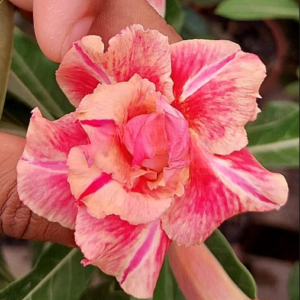 Baby - Rosa Do Deserto KR 222