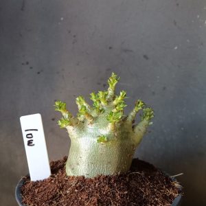 Pré Venda Arabicum low (12 meses)