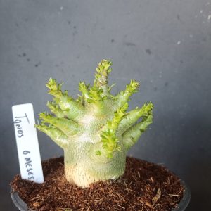 Pré Venda Arabicum Tanos (6 meses)