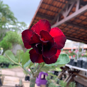 Baby - Rosa do Deserto Black Beauty II