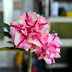 Baby - Rosa do Deserto Daisy Love