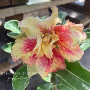 Baby - Rosa do Deserto Socchi