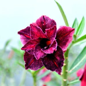 Baby - Rosa do Deserto Emma